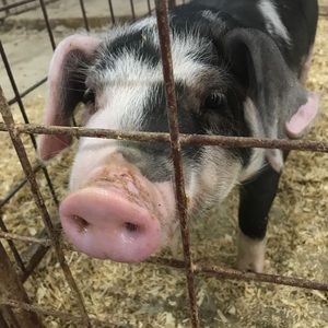 Meet your Posher, Kaidanse